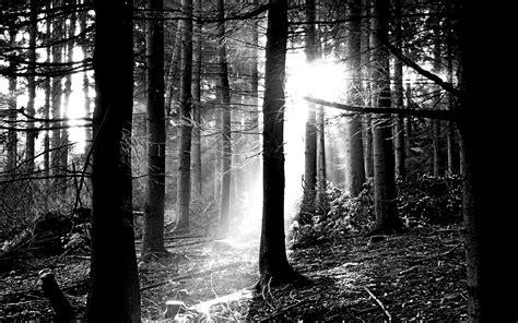 Black and White Forest Wallpaper Free Download