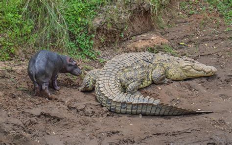 The Littlest Hippo and the Crocodile: A True Story — Kathy Karn Photography