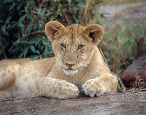 African Lion cub - Stock Image - C014/4246 - Science Photo Library