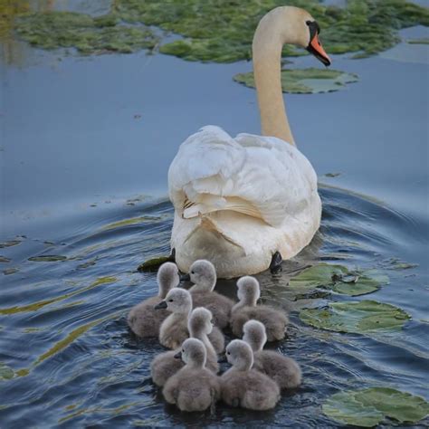 Swan eggs take between 35 and 42 days to hatch. #swans #beautyofnature #bestbirds #birdsofig # ...