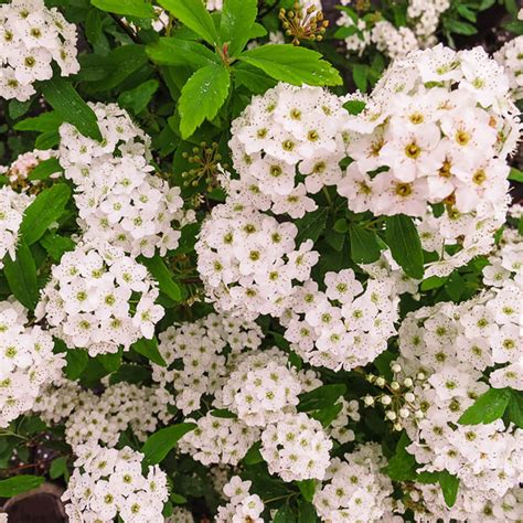 Buy Bridal Wreath Spirea Shrub Online | Perfect Plants