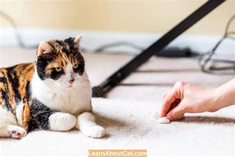 Why Is My Cat Throwing Up Bile for Days? Causes And Treatment - LearnAboutCat