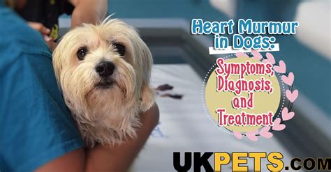 Heart Murmur in Dogs | Symptoms, Diagnosis, Treatment | UK Pets