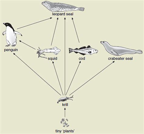 Antarctica Desert Food Web - The Desert Of Ice