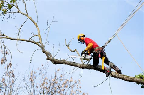 7 Signs It's Time to Hire a Tree Trimming Service - Apple Valley Tree Service