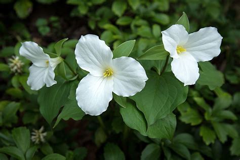 Flowers of the Canadian Provinces and Territories - WorldAtlas