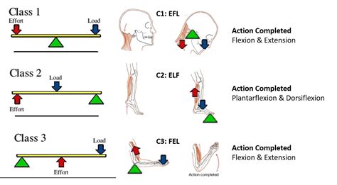 Example of levers in the body - Parallel Coaching