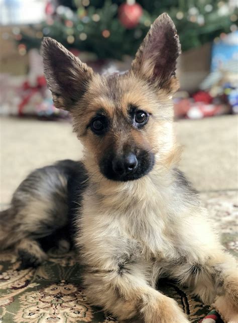 German shepherd stuck in 'perpetual puppyhood' due to rare genetic condition | Fox News