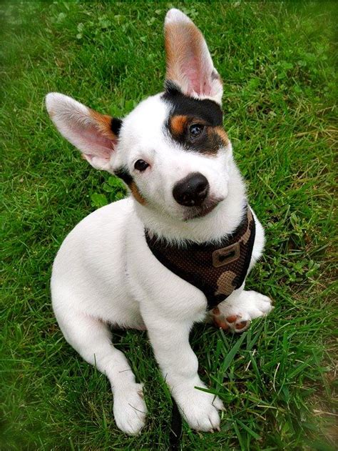 Chihuahua Heeler Mix Puppies - Pets Lovers