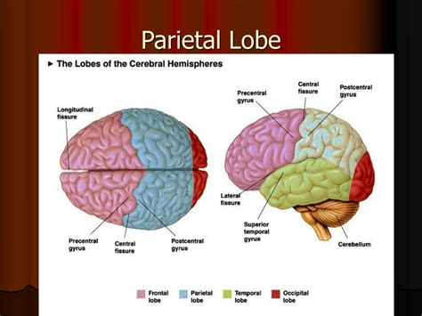 Get Parietal Lobe Function And Location Background | Anatomy of Diagram