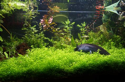 Axolotl in Planted Aquarium. Lots of soft plants is great for the axolotl and very beautiful ...