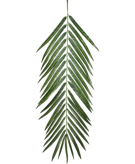 Plant Opacity Texture mapping Leaf - palm leaves png download - 1260*1532 - Free Transparent ...