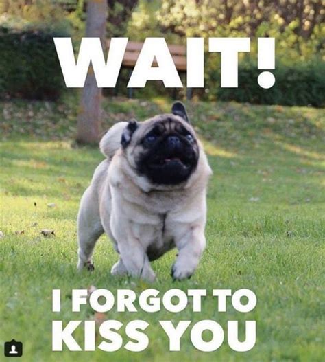 101 Lovable Pug Memes That Are Too Puggin' Cute