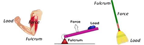 Diagram Of Third Class Lever