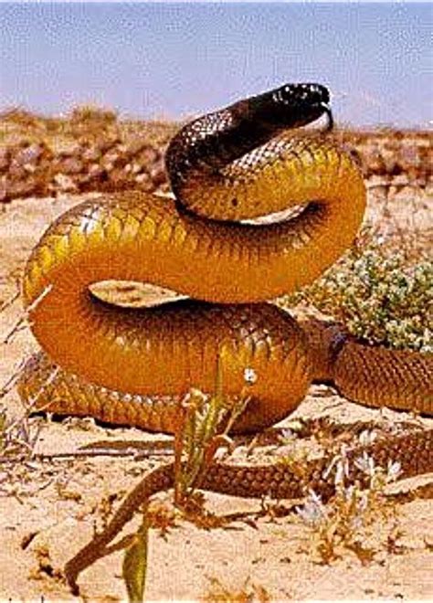 50++ Inland taipan snake ideas in 2021