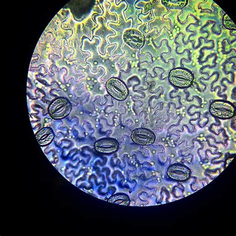 Leaf Structure Under the Microscope