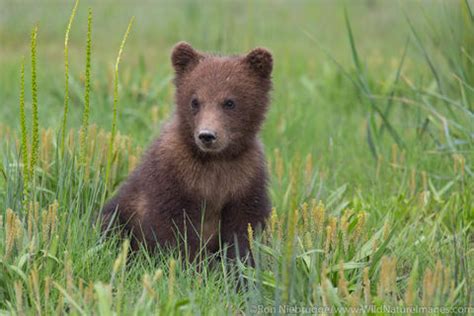 Grizzly Bear Cub | Ron Niebrugge Photography