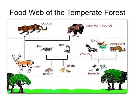 Temperate Forest Biome