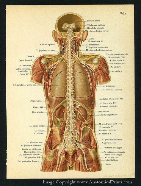 Female Back Anatomy Diagram ~ Diagram Of Female Lower Back Muscles / Wiring And Diagram: Diagram ...