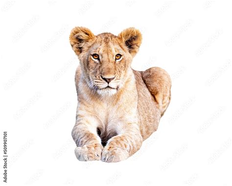 Young African Lion Cub Stock Photo | Adobe Stock