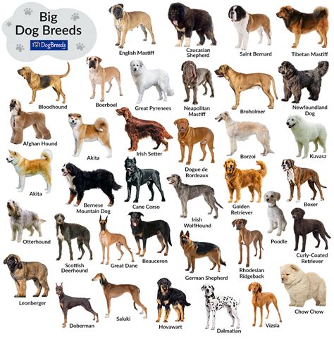 List of Big Dog Breeds with Pictures | 101DogBreeds.com