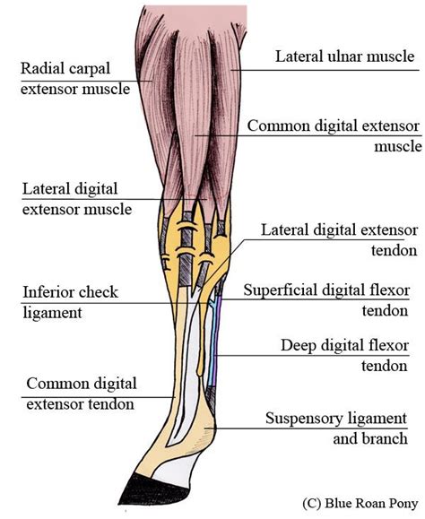 horse- common digital extensor tendon - Google Search | Horse anatomy, Equine massage, Horse health