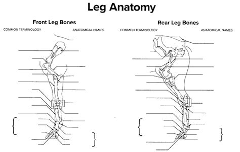 Horse - Leg anatomy Diagram | Quizlet