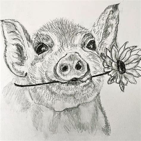 How To Draw A Realistic Pig - Plantforce21