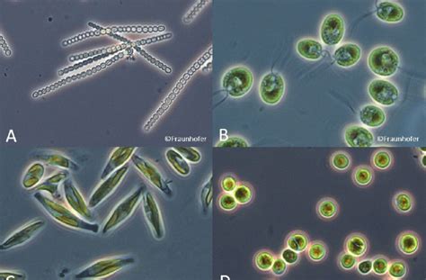 Species Of Cyanobacteria With Microscope Photos