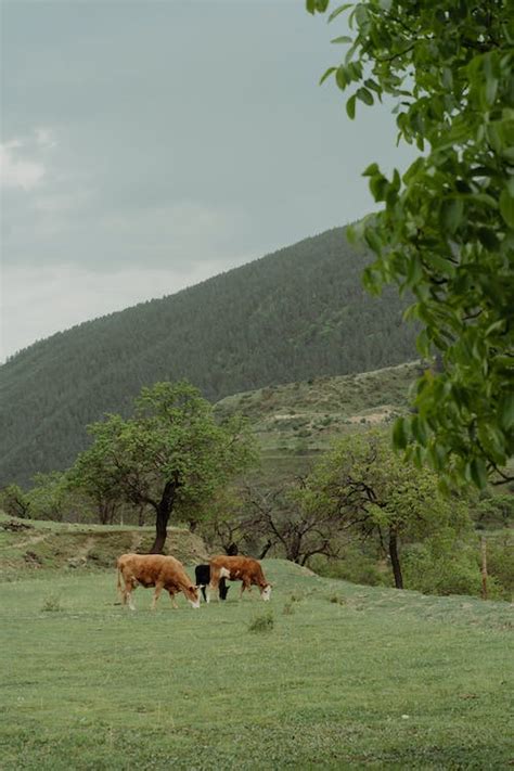 Brown Cows eating on Green Grass · Free Stock Photo