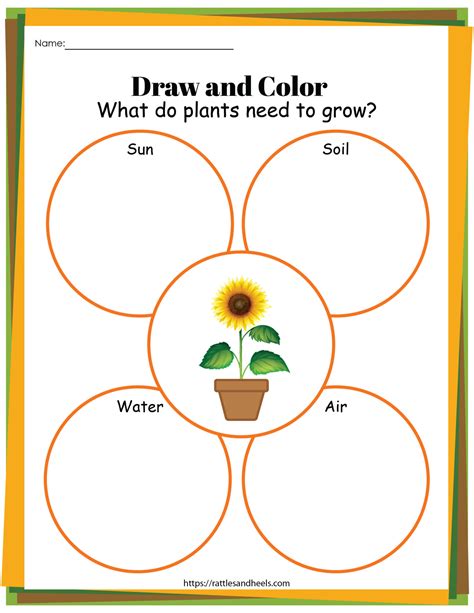 Plant Life Cycle Worksheet