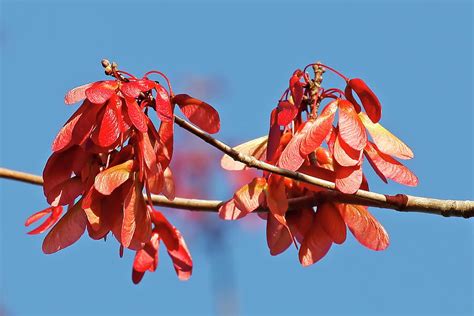 Red Maple Seeds Photograph by Daniel Caracappa - Pixels