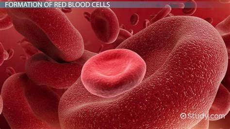 Red Blood Cell Formation | Process, Stages & Life Cycle - Lesson | Study.com