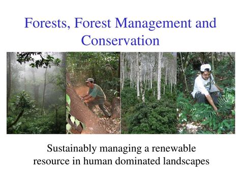 PPT - Forests, Forest Management and Conservation PowerPoint Presentation - ID:7061270