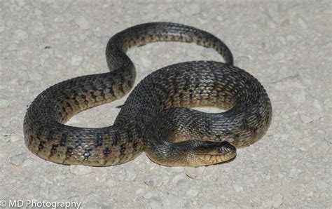 Florida Green Watersnake | Florida Backyard Snakes