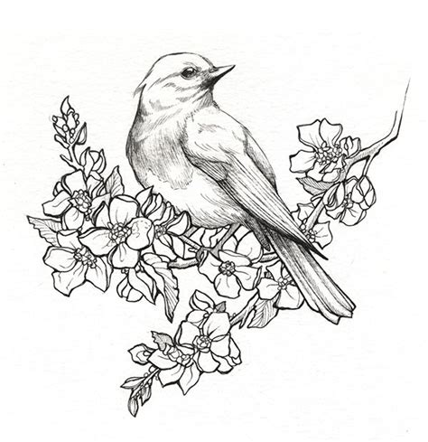 Bird On Branch Drawing at GetDrawings | Free download