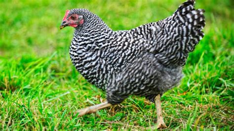 10 Best Chicken Breeds for Eggs