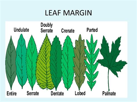 leaf margin Diagram | Quizlet