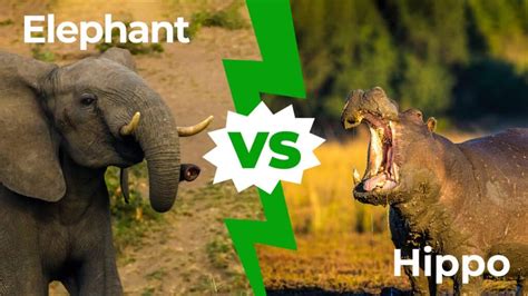 Elephant vs Hippo: Who Would Win in a Fight? - A-Z Animals