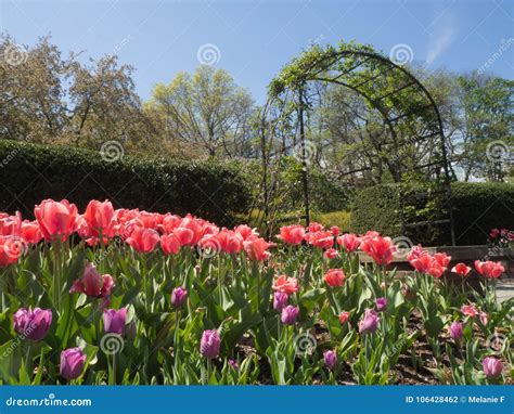 Pink and Purple Tulips in the Garden Stock Photo - Image of gardens, flora: 106428462