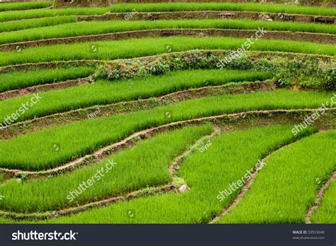 Terraced Rice Paddies Stock Photo 59553640 : Shutterstock