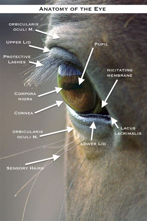 Pin by Karen Zorn on Horse Details Eyes | Eye anatomy, Anatomy, Equine eye