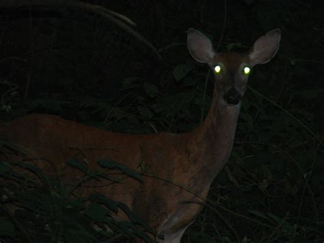 Deer in the Headlights: Low Light Awareness – JS2AppDev