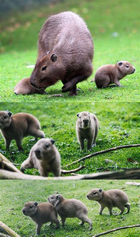 Look at These Adorable Baby Capybaras - I Can Has Cheezburger?