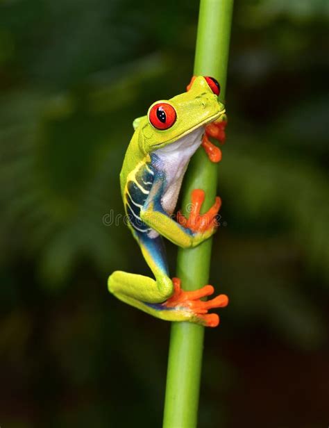 Red-eyed Tree Frog. Agalychnis Callidryas Stock Image - Image of natural, green: 277150189