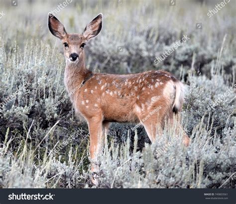 Mule deer fawn Images, Stock Photos & Vectors | Shutterstock