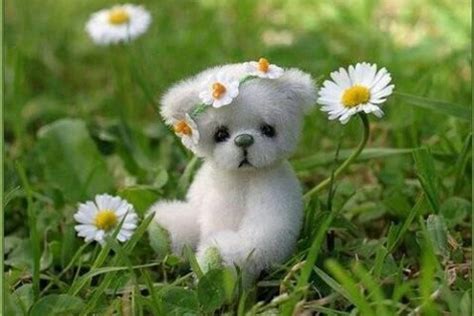 Cute Puppy Desktop Wallpaper - WallpaperSafari