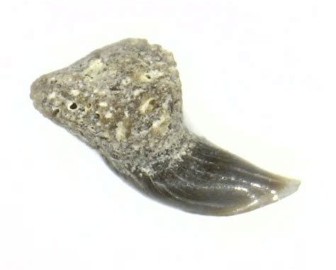 Basking Shark Tooth? - Fossil ID - The Fossil Forum