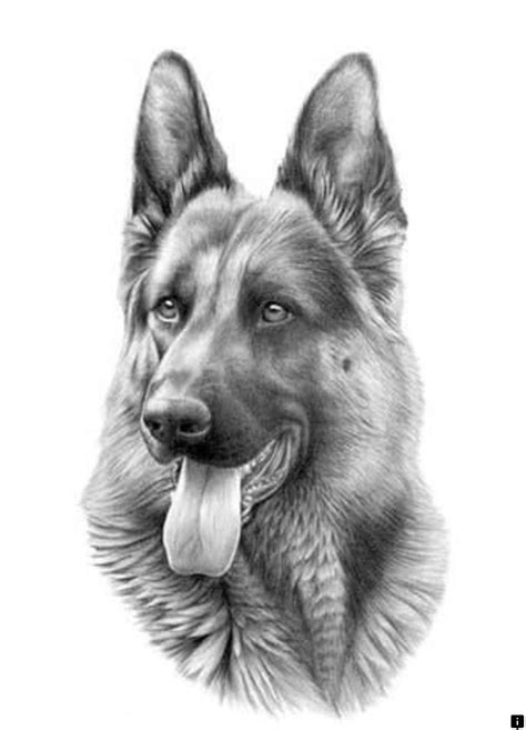 how to draw a german shepherd German shepherd dogs drawings shepherds dog pencil drawing clipart ...