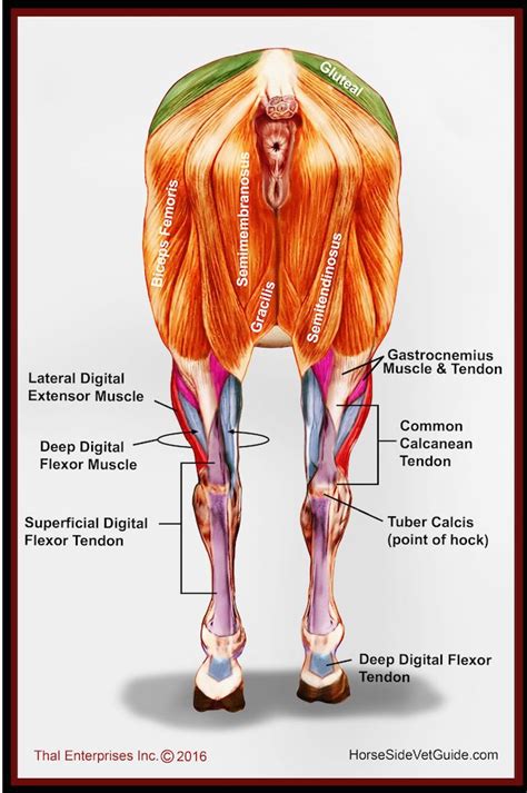 the muscles are labeled in this diagram